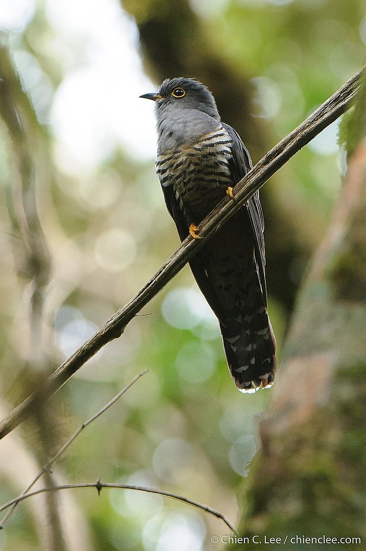 Cuco de Sonda