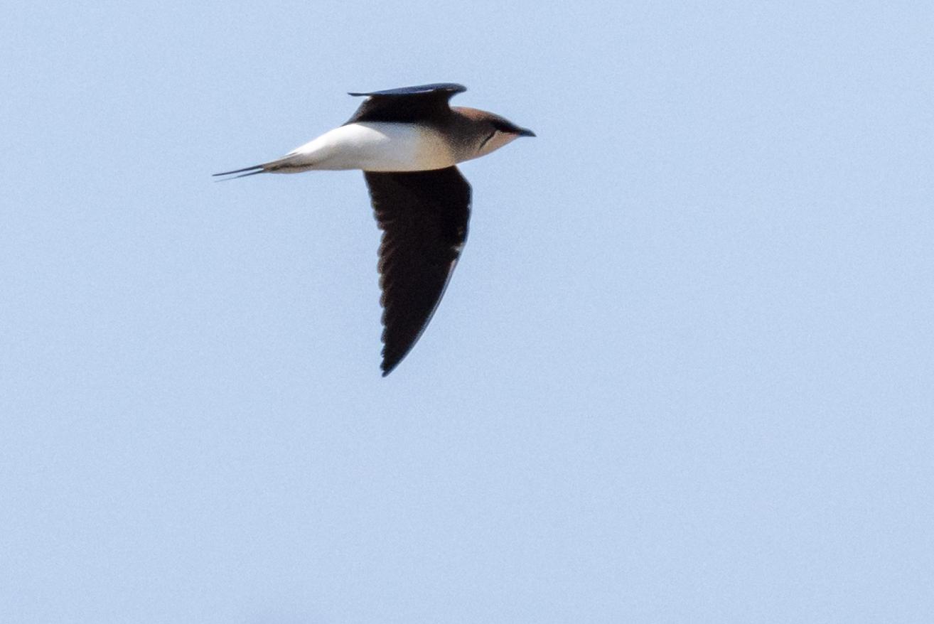 Canastera Alinegra