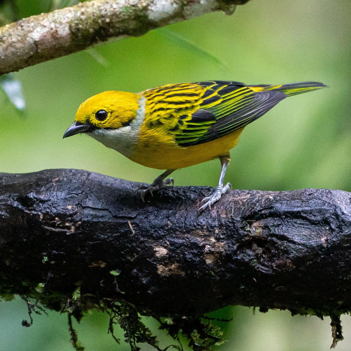 Silver-throated Tanager