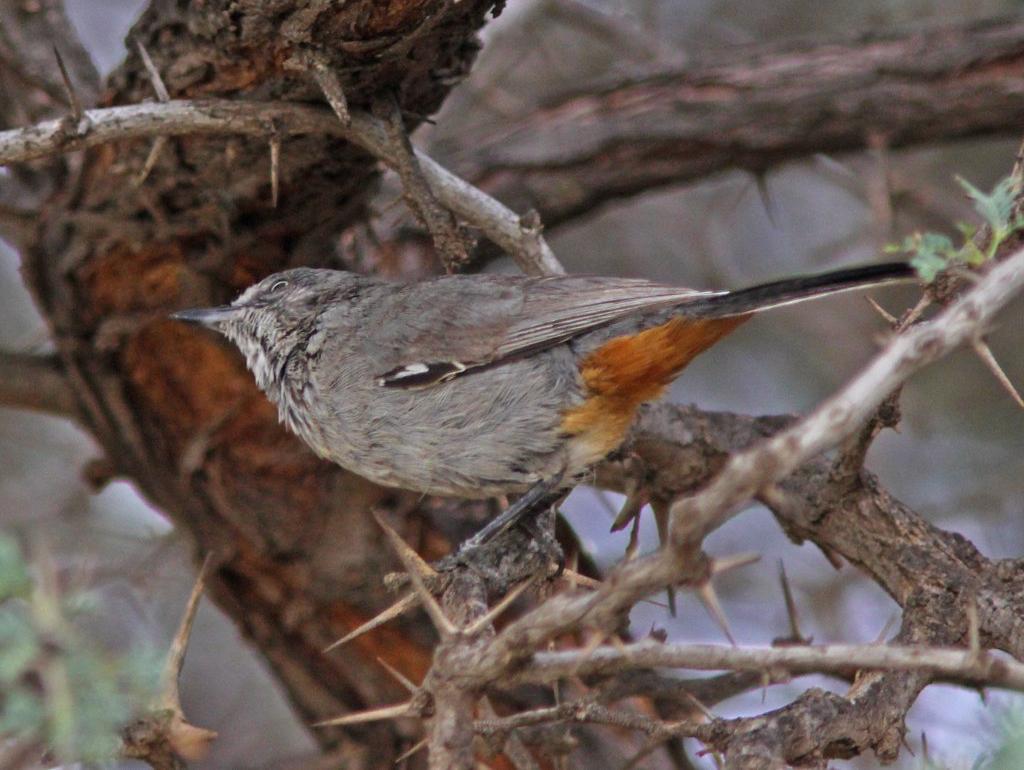 Chestnut-vented Warbler