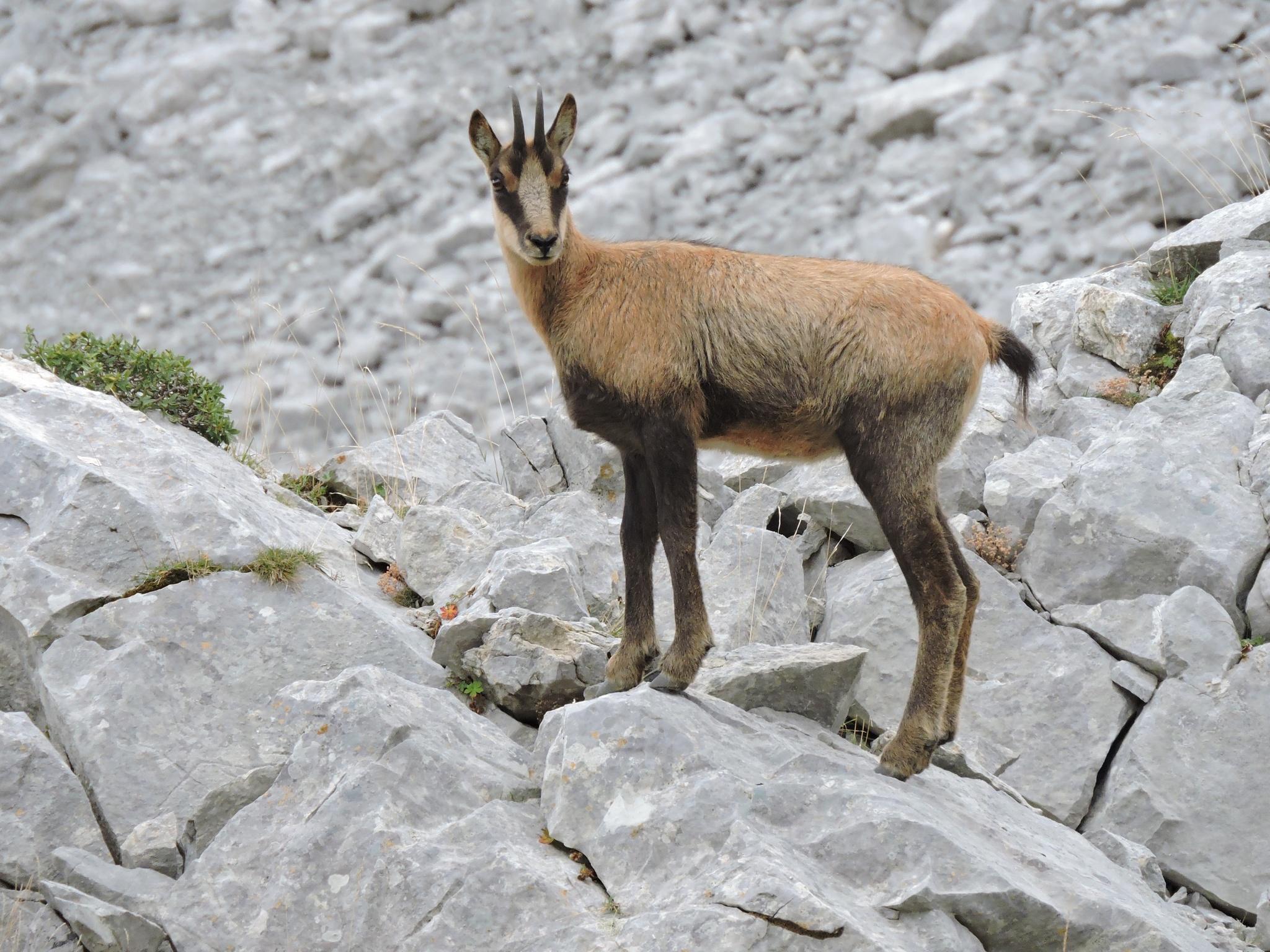 Gamuza De Los Abruzzos