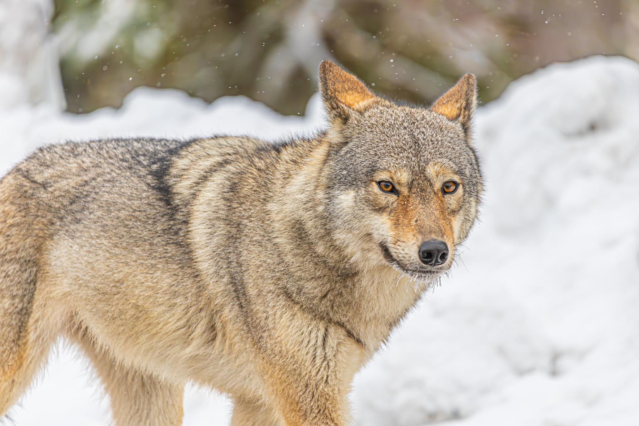 Lobo ciervo