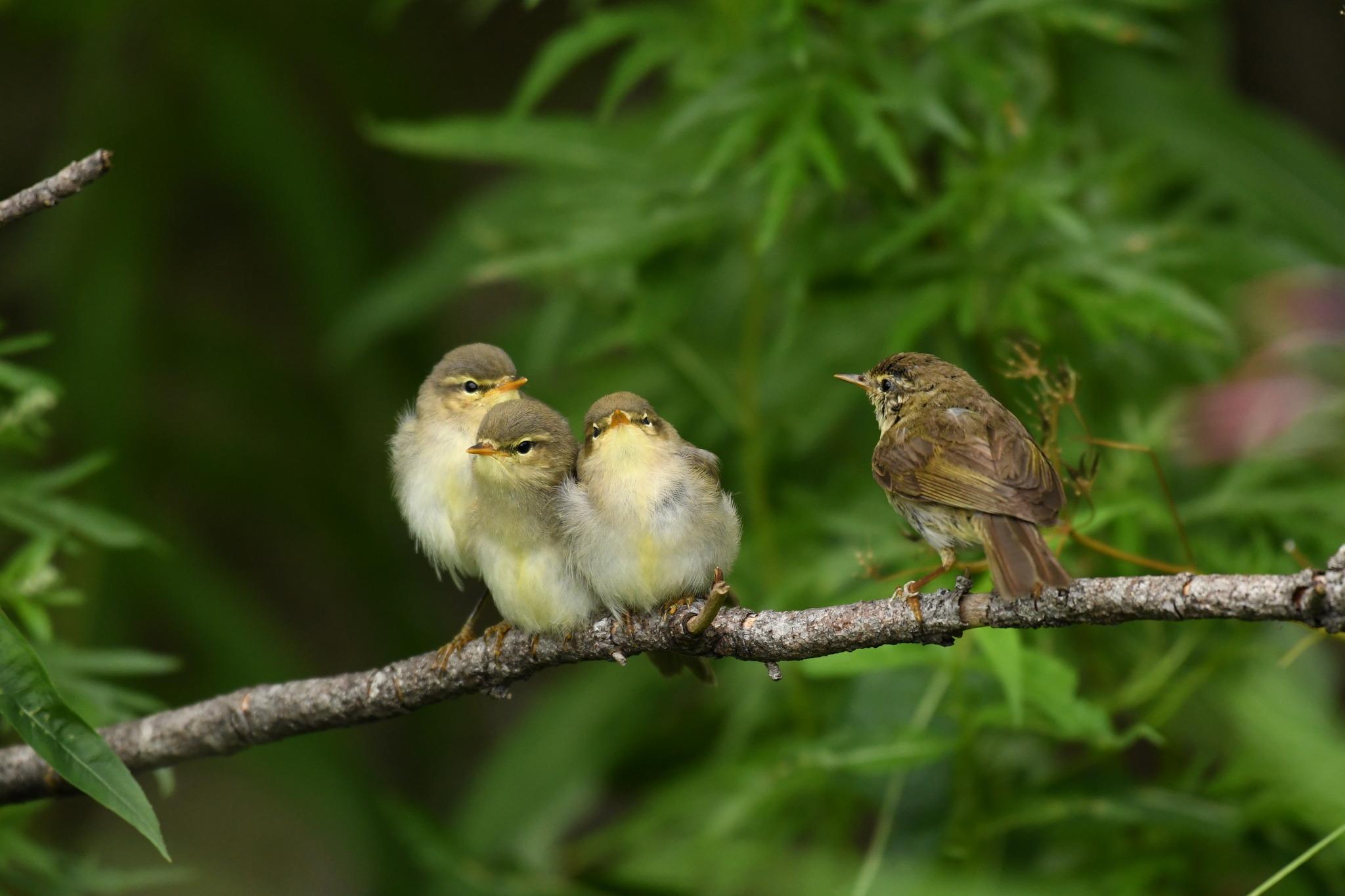 Mosquitero musical