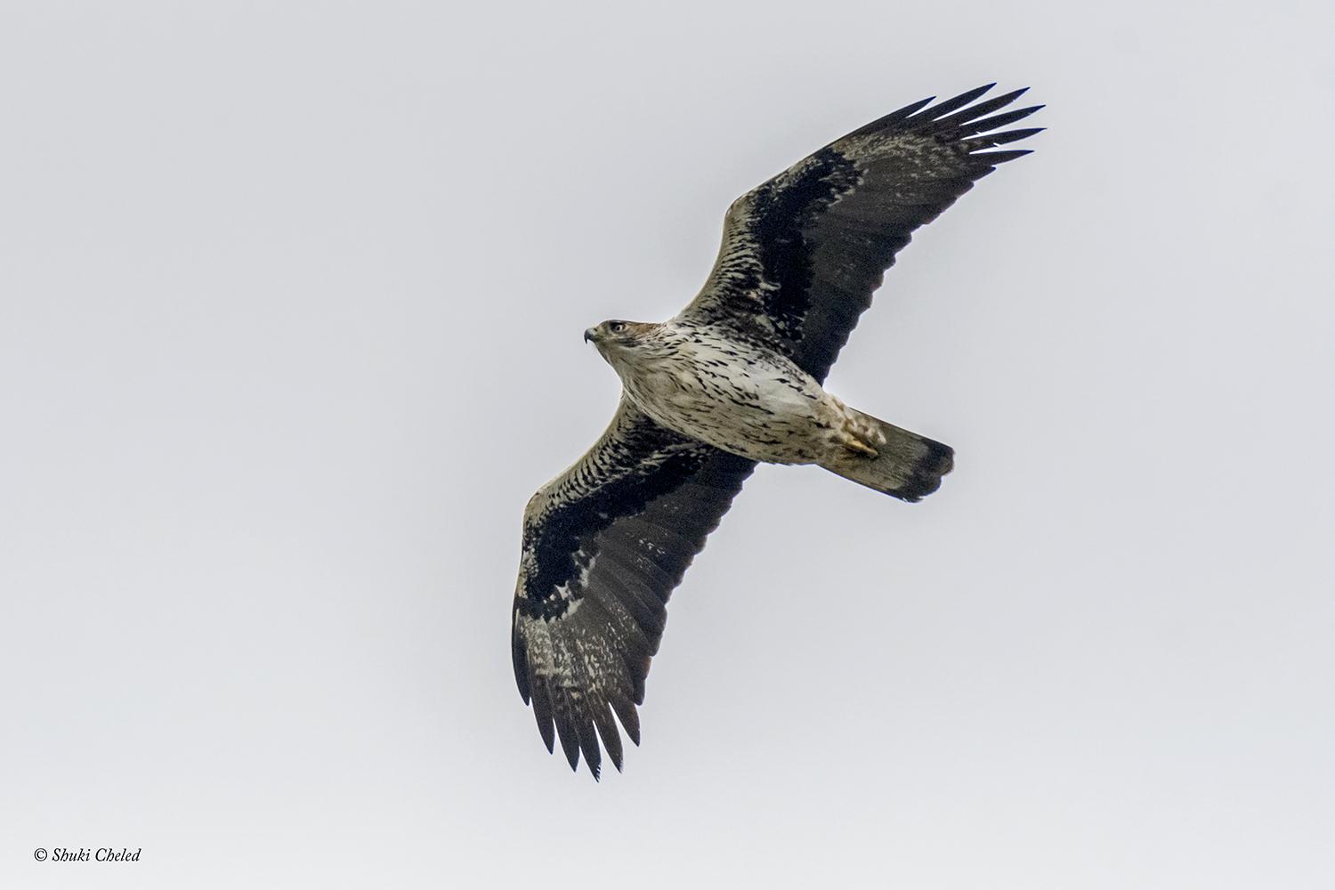 Águila perdicera