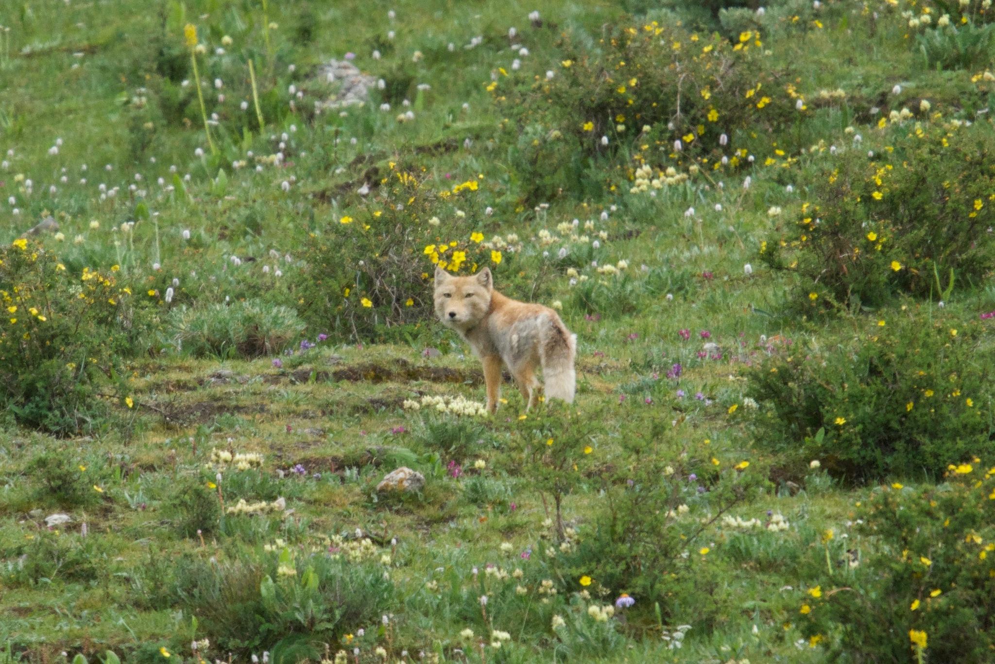 Tibetan Fox