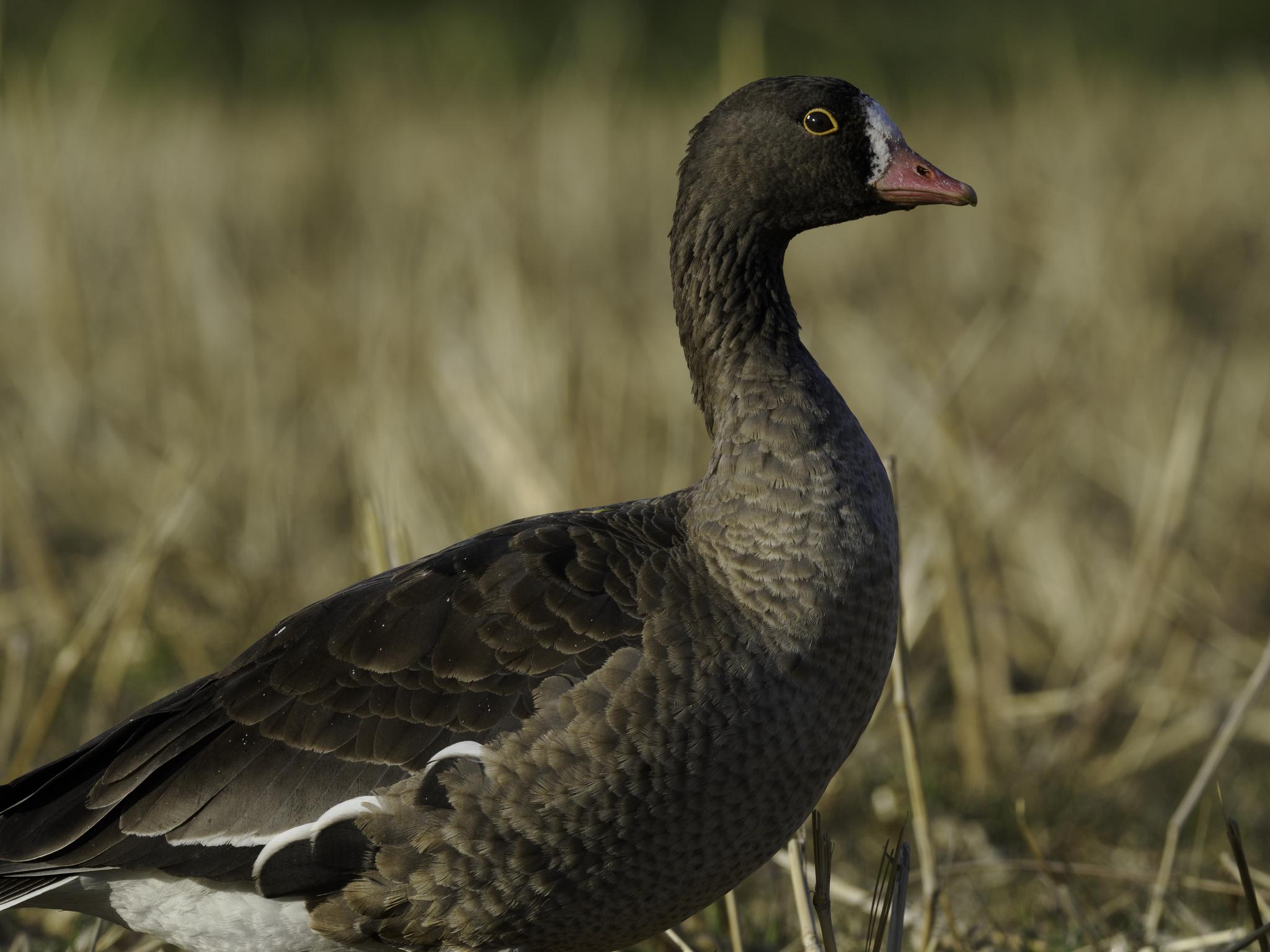 Lesser White-fronted Goose