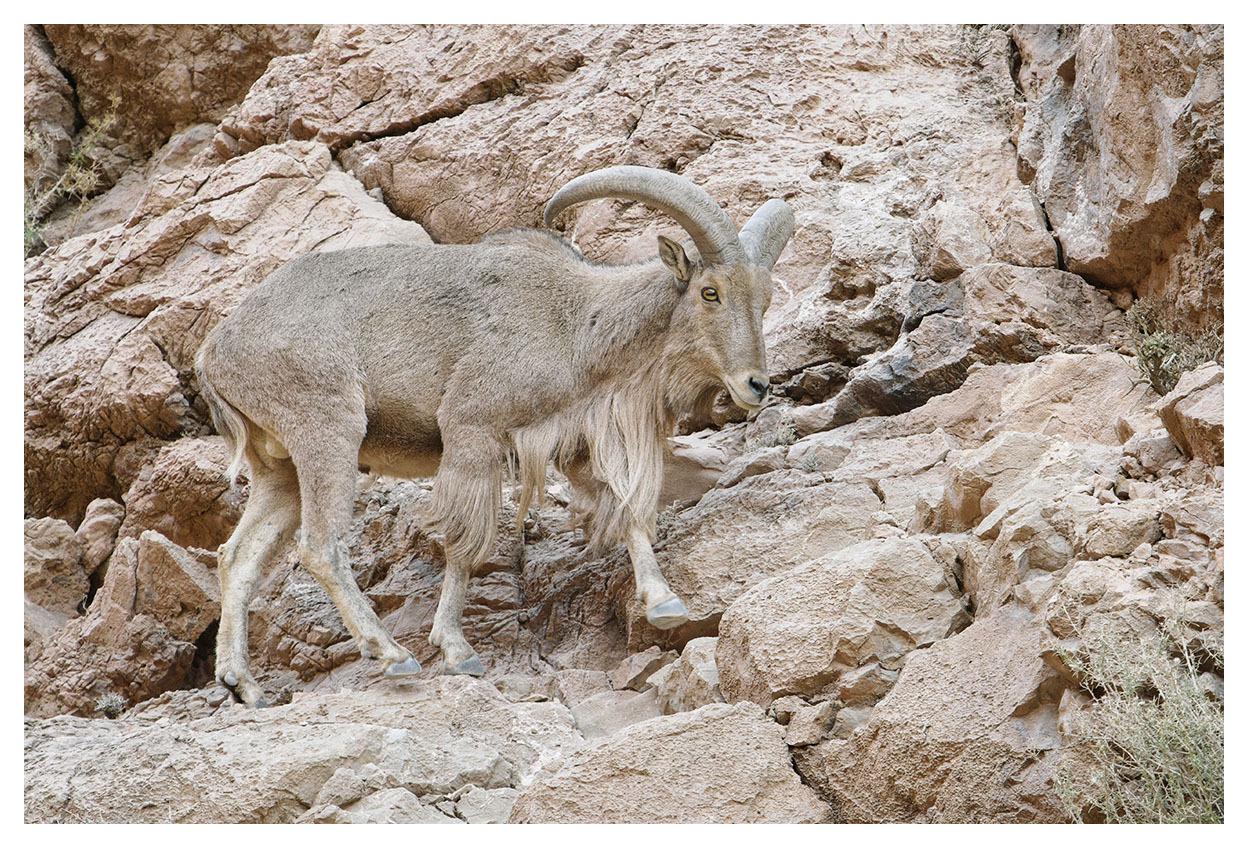 Borrego Aoudad