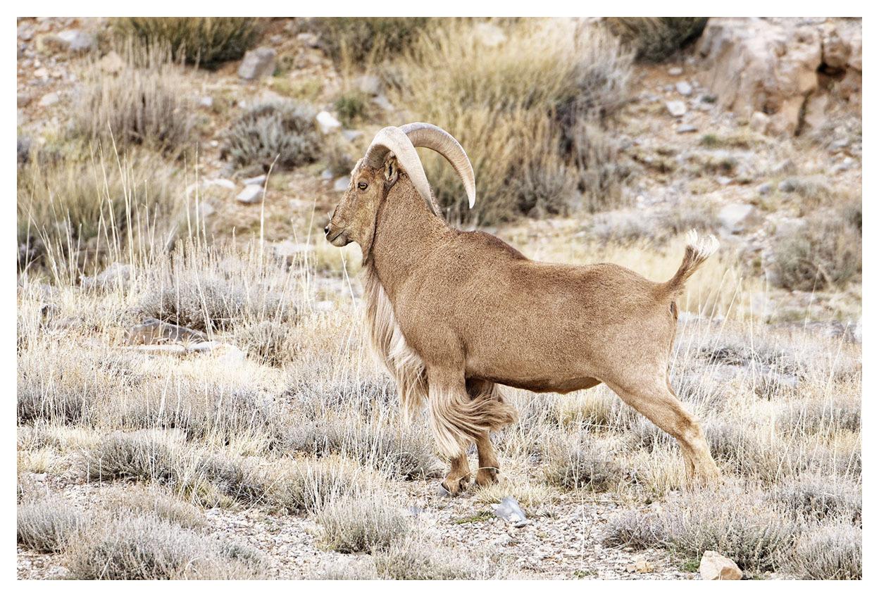 Borrego Aoudad