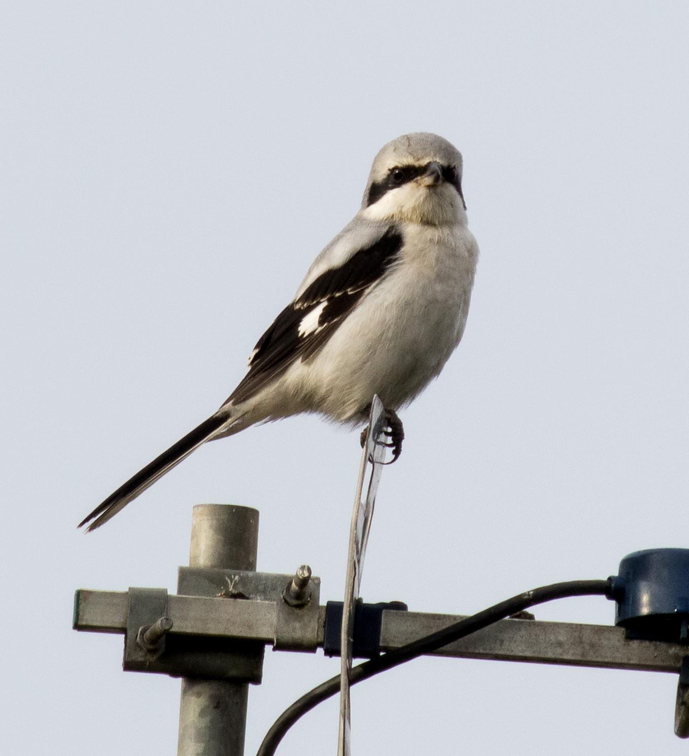 Great Gray Shrike