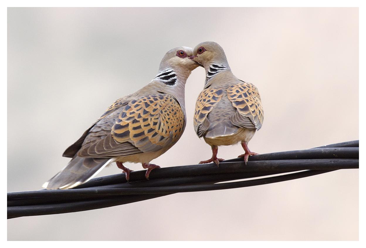 European Turtle-Dove