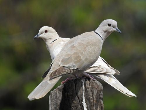 Eurasian Collared-Dove