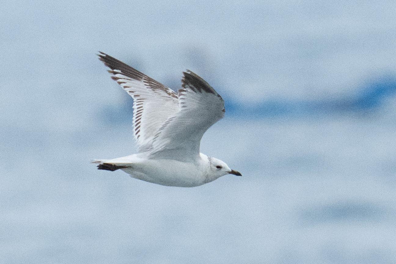 Gaviota Relicta