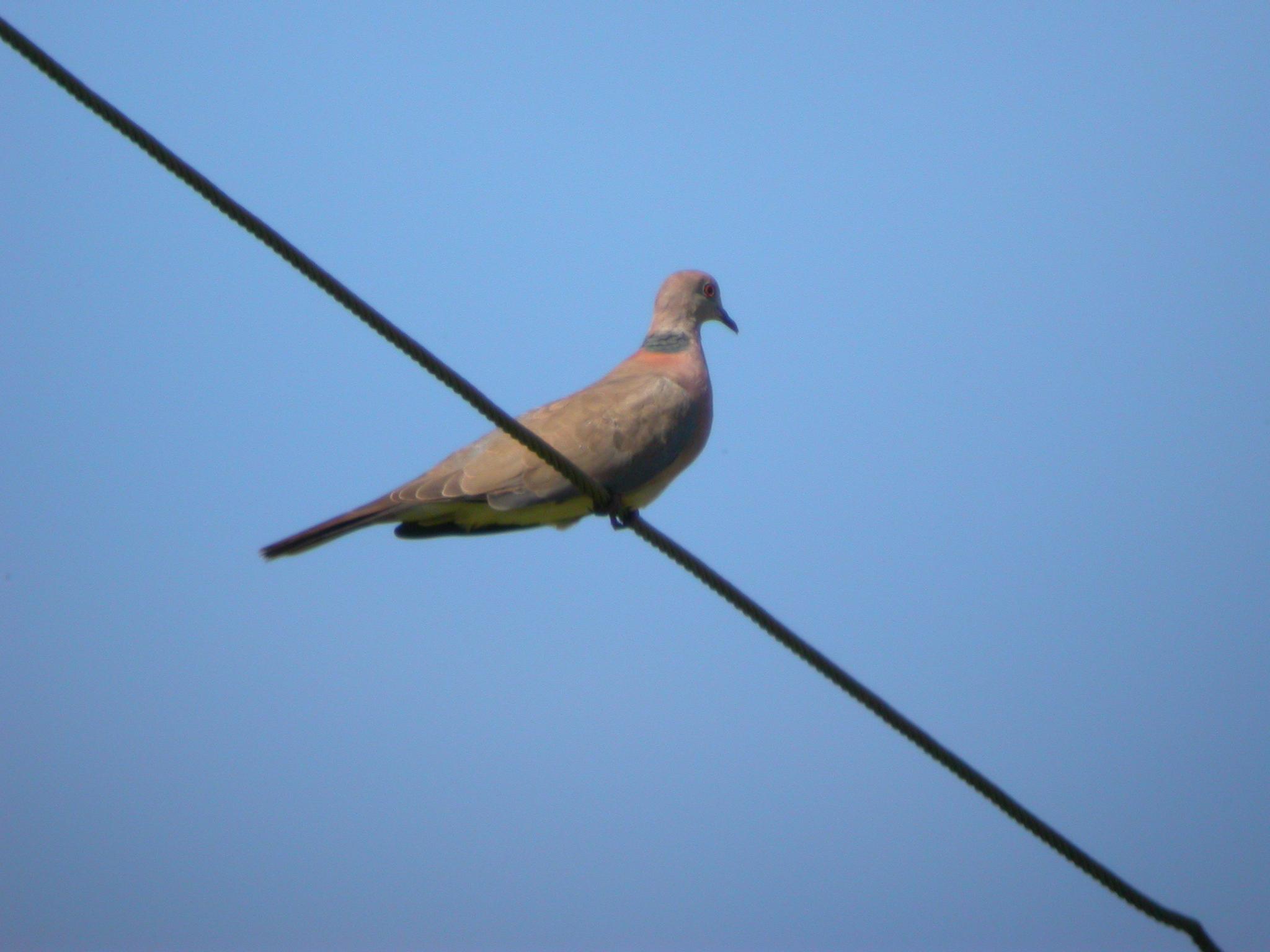 Philippine Collared-Dove