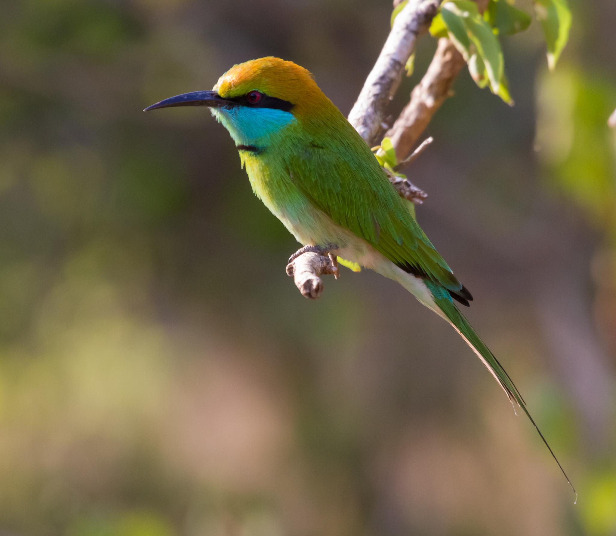 Abejaruco esmeralda oriental