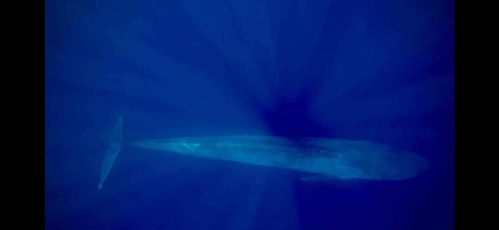 Ballena azul