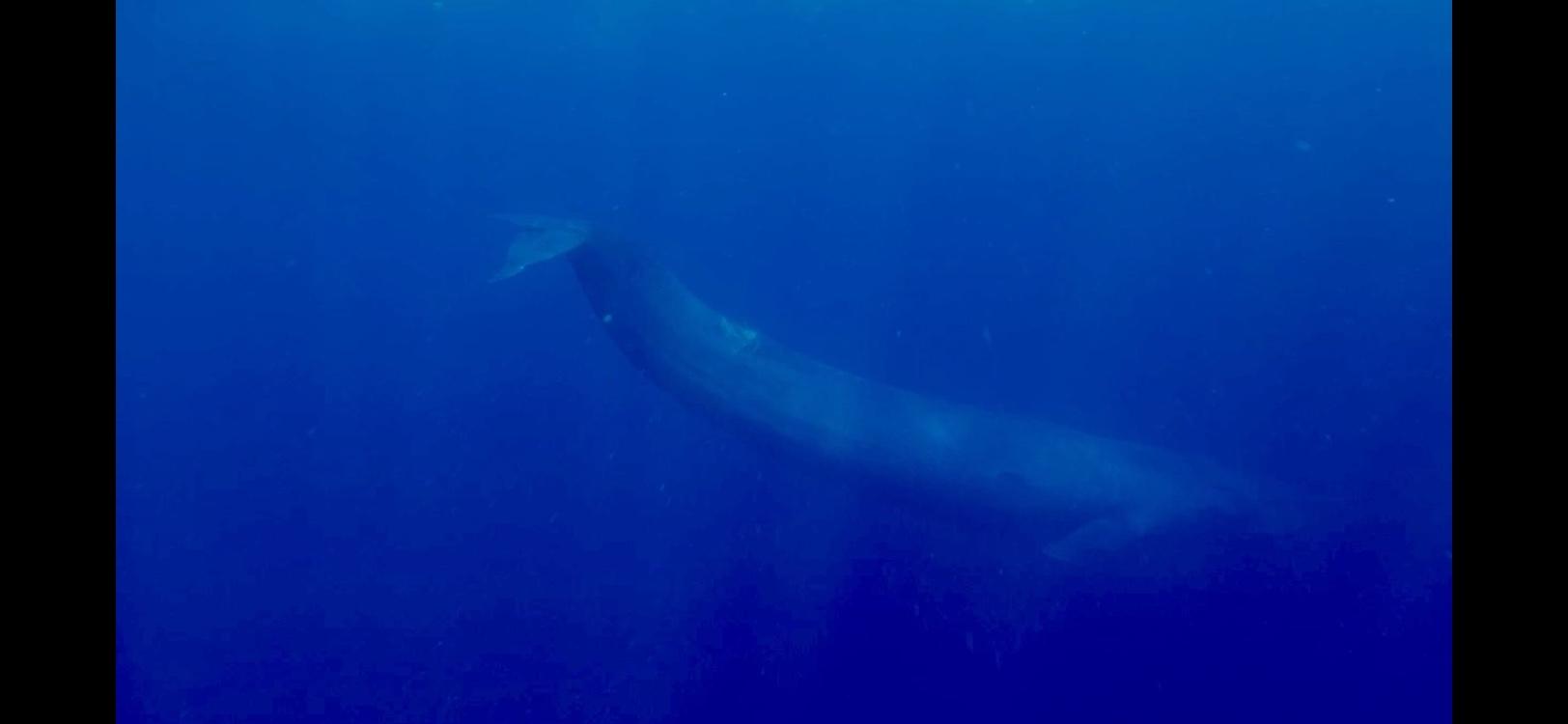 Ballena azul