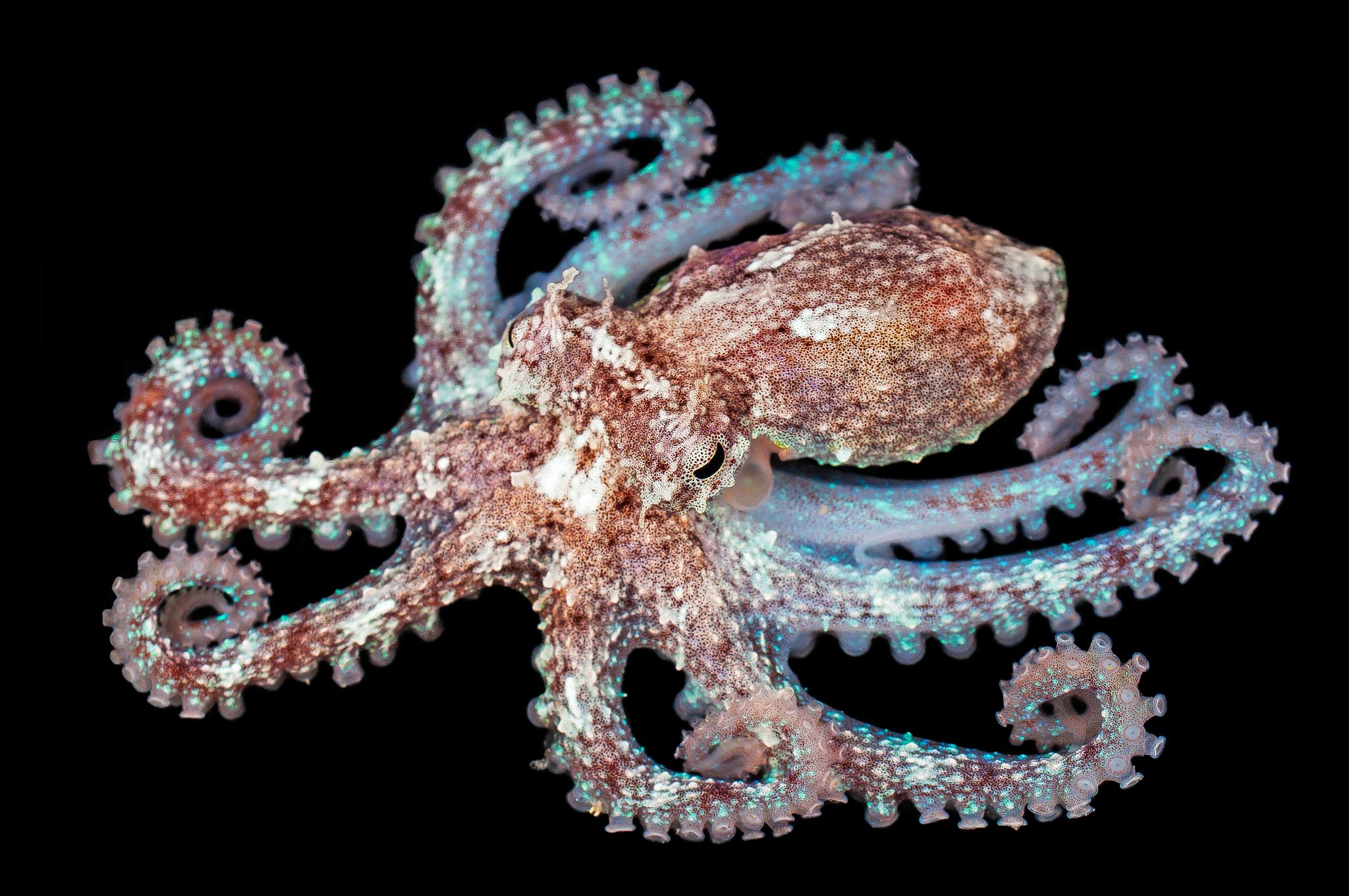 Pulpo de roca del Atlántico