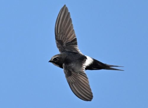 Vencejo cafre