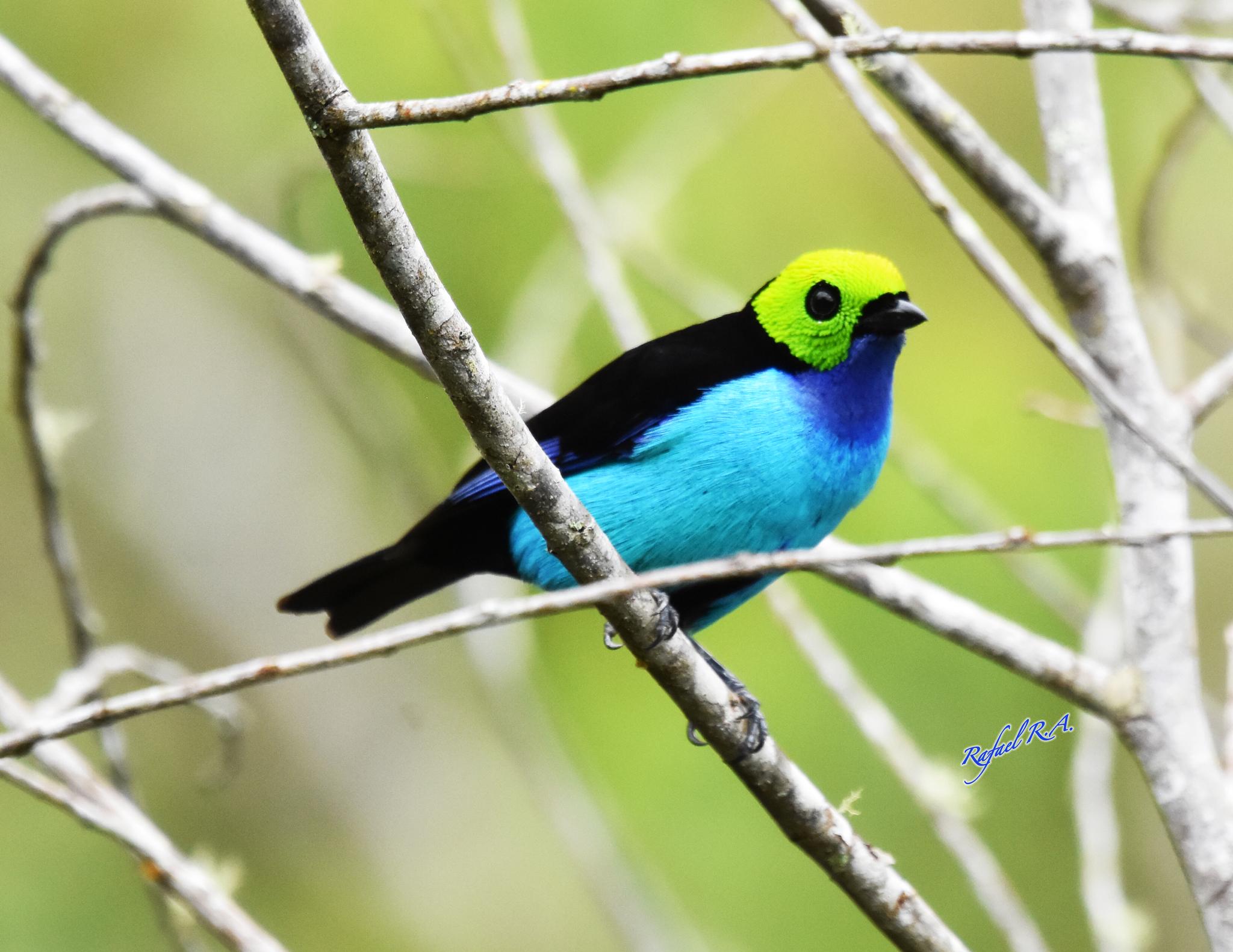 Paradise Tanager