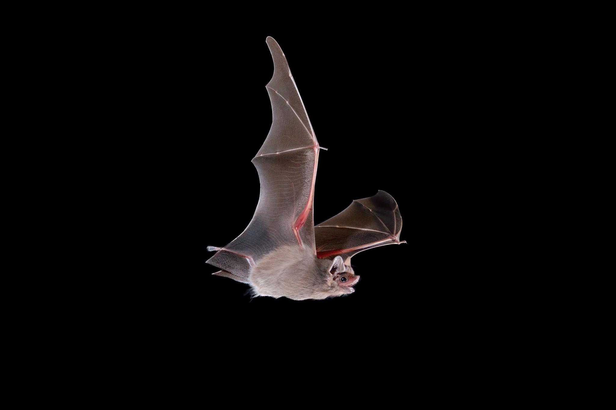 Vertebrates