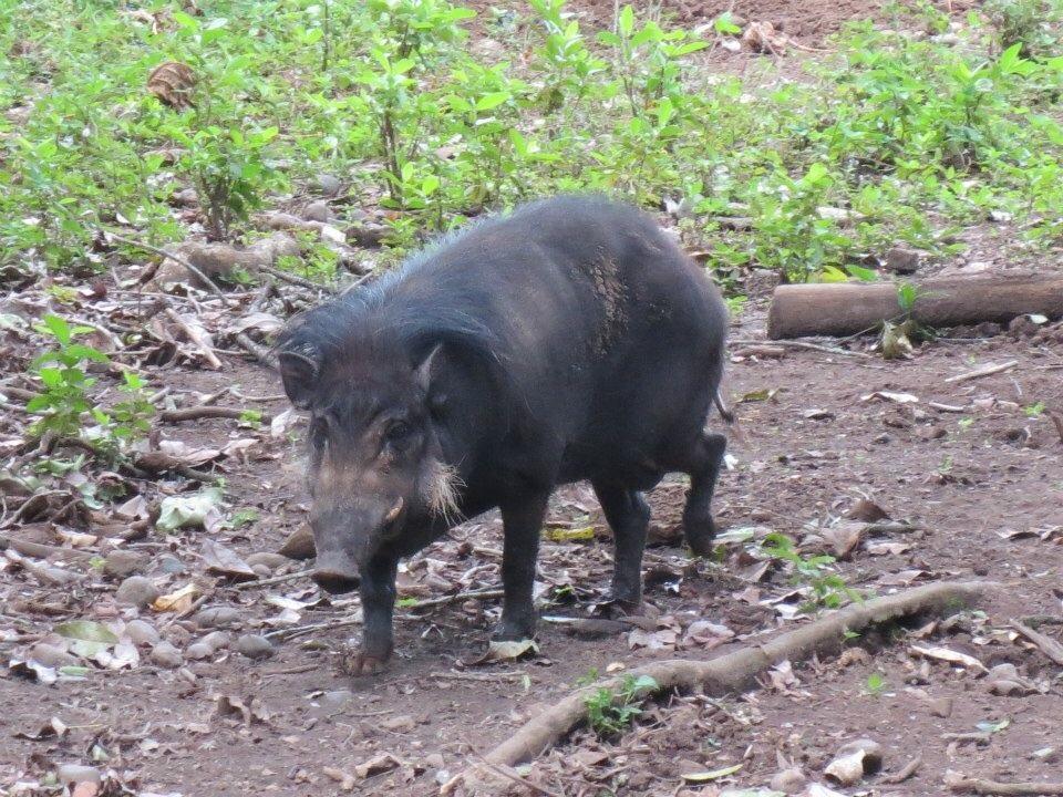 Jabalíes y cerdos