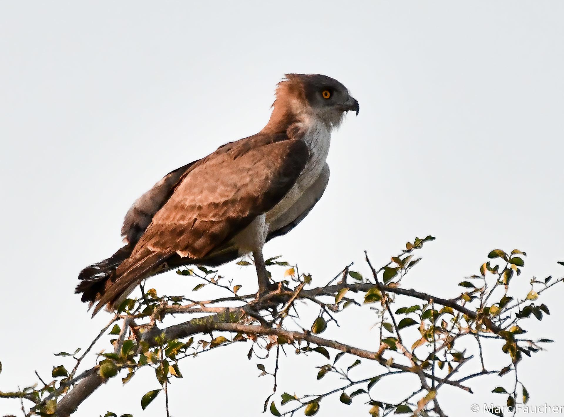 Culebrera sudanesa