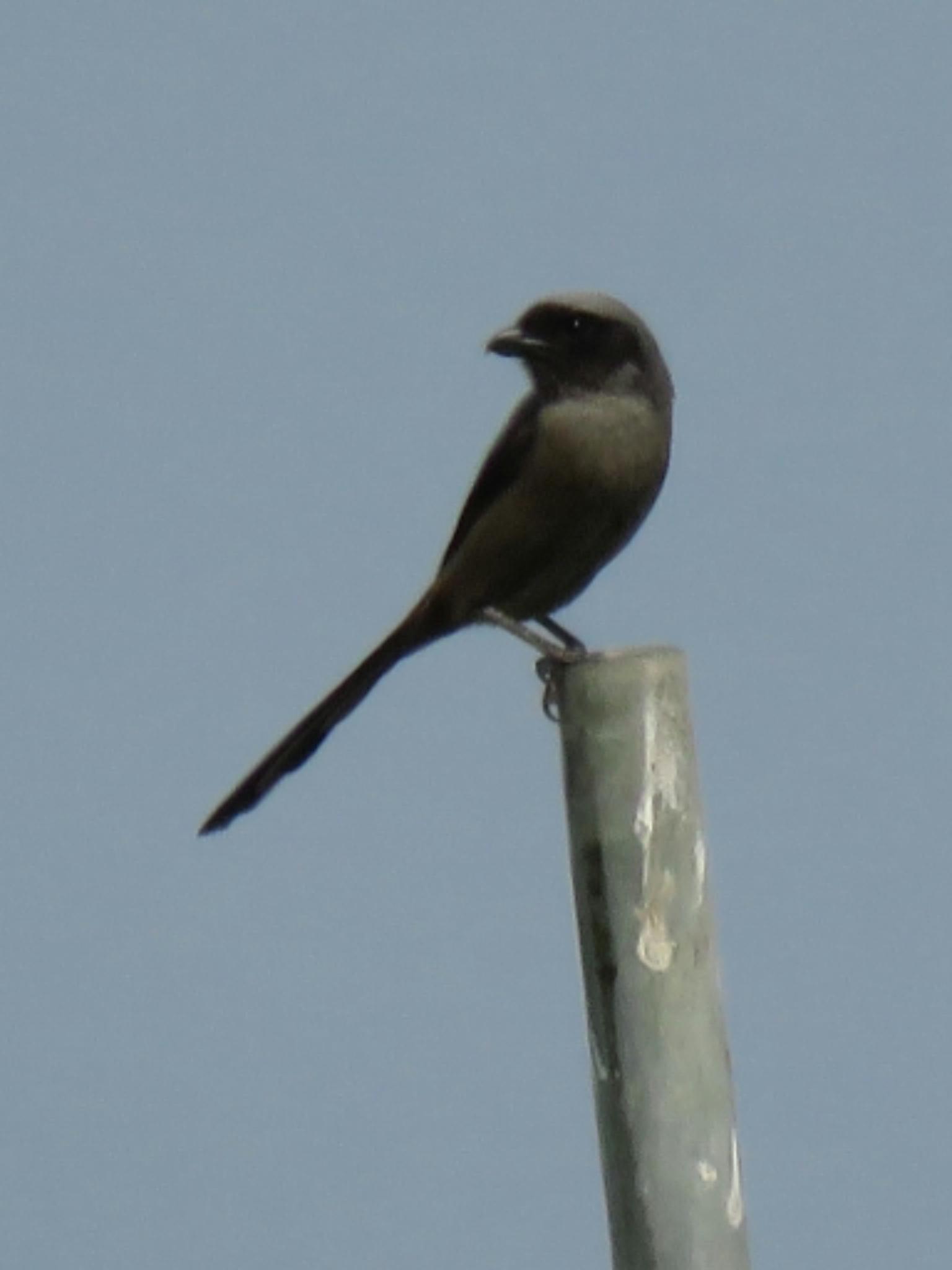 Long-tailed Shrike