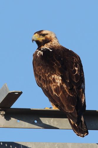 Águila imperial ibérica