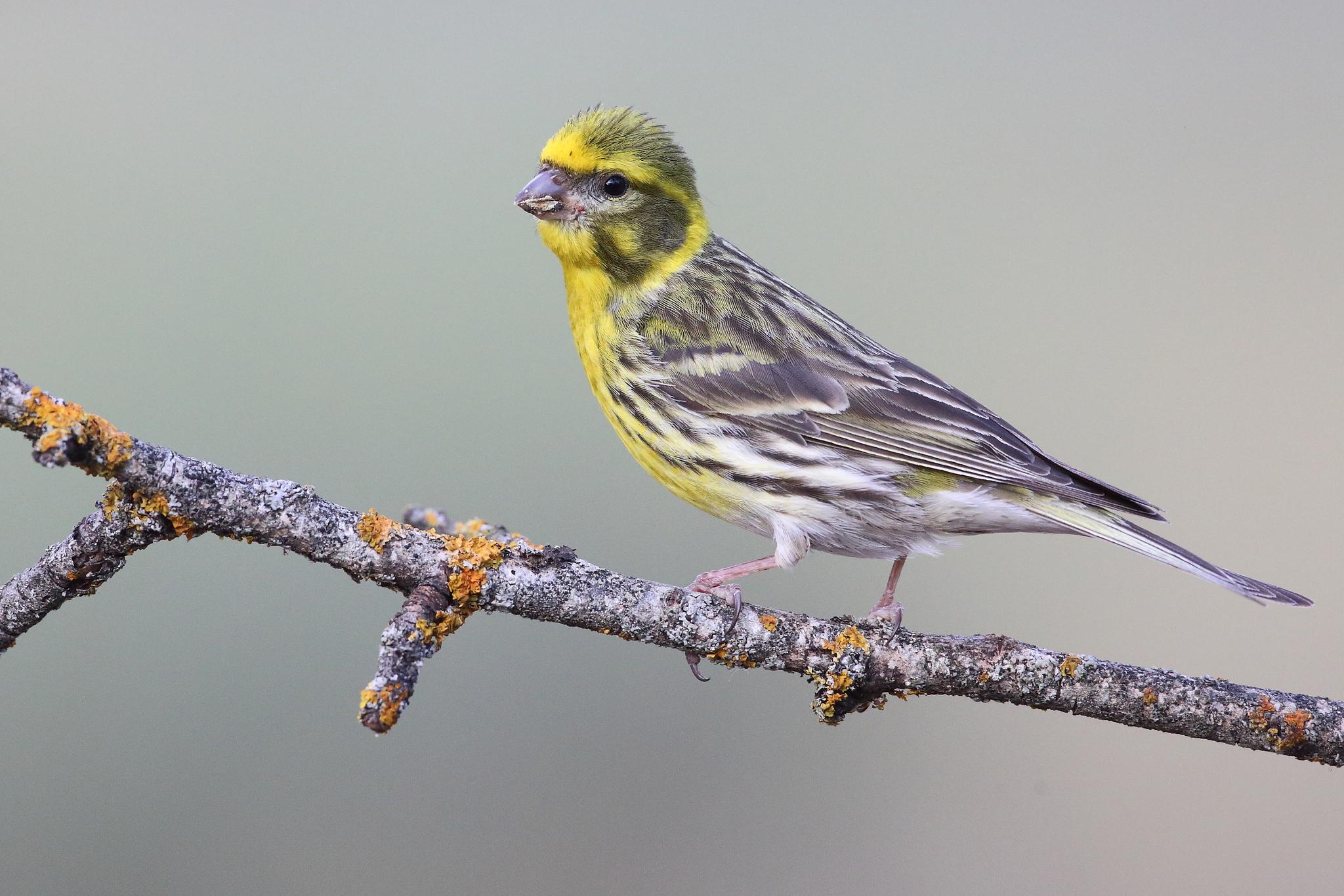 Serines