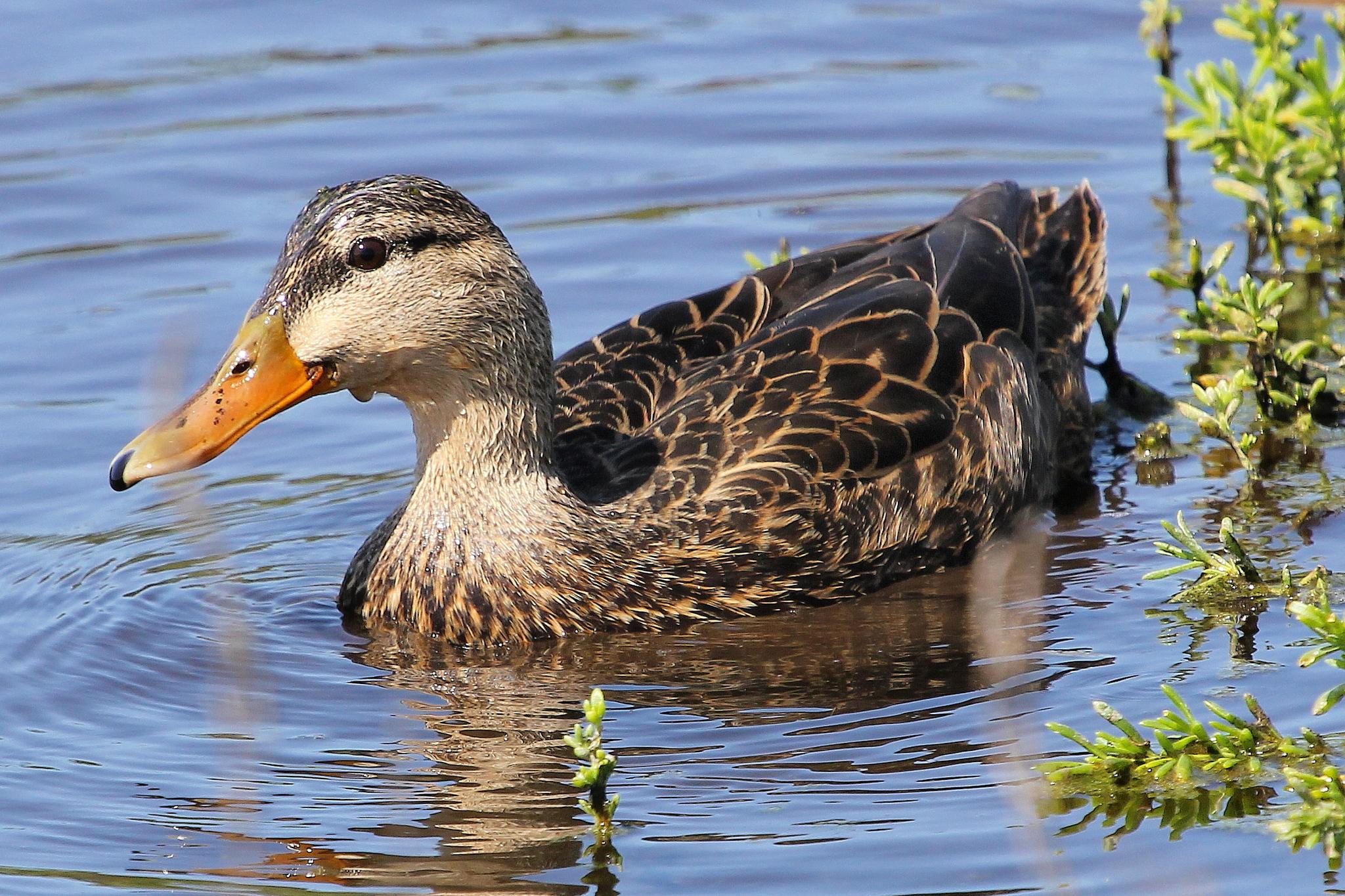 Pato tejano
