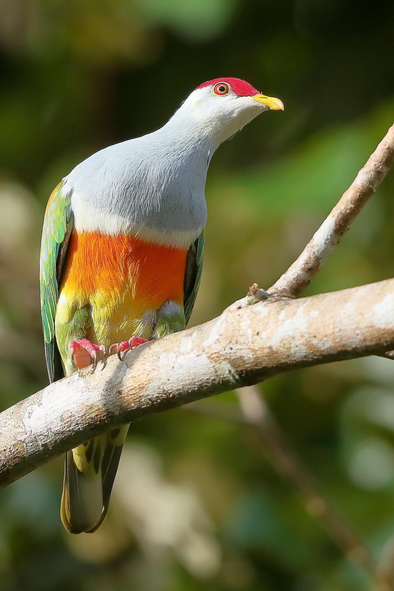 Palomas, tortolitas y coquitas