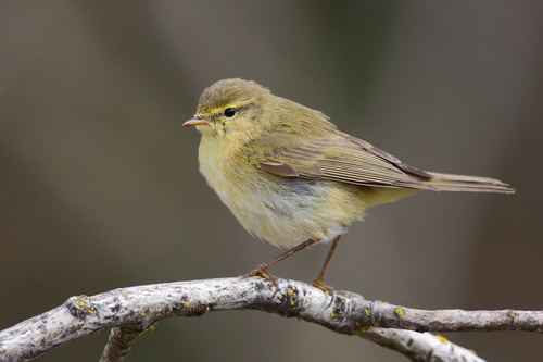Mosquitero ibérico