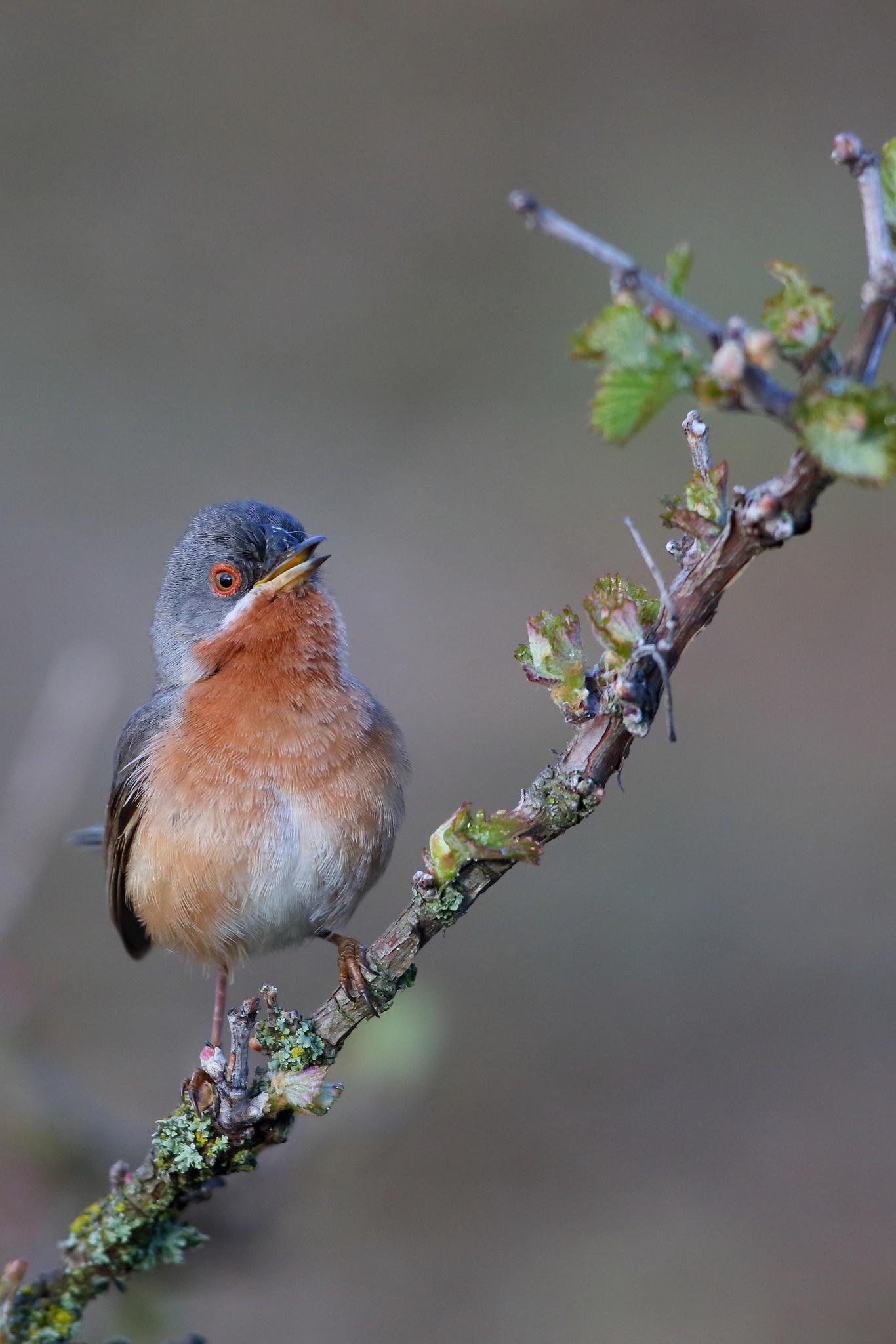 Western Subalpine Warbler