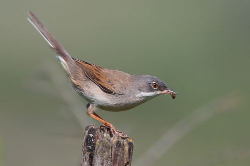 Greater Whitethroat