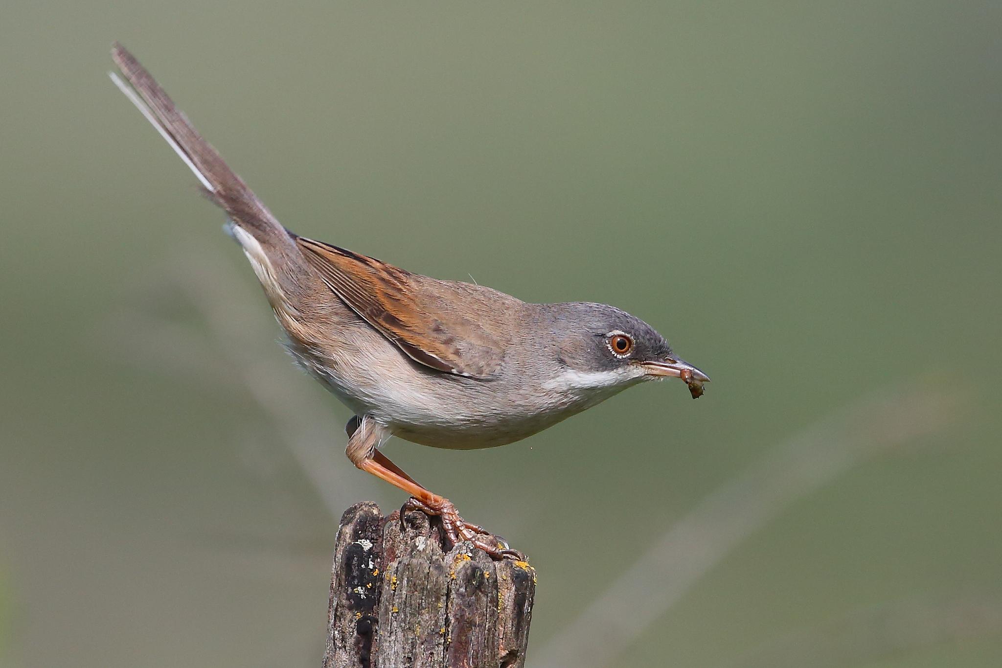 Greater Whitethroat