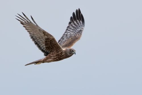 Aguilucho lagunero del Pacífico