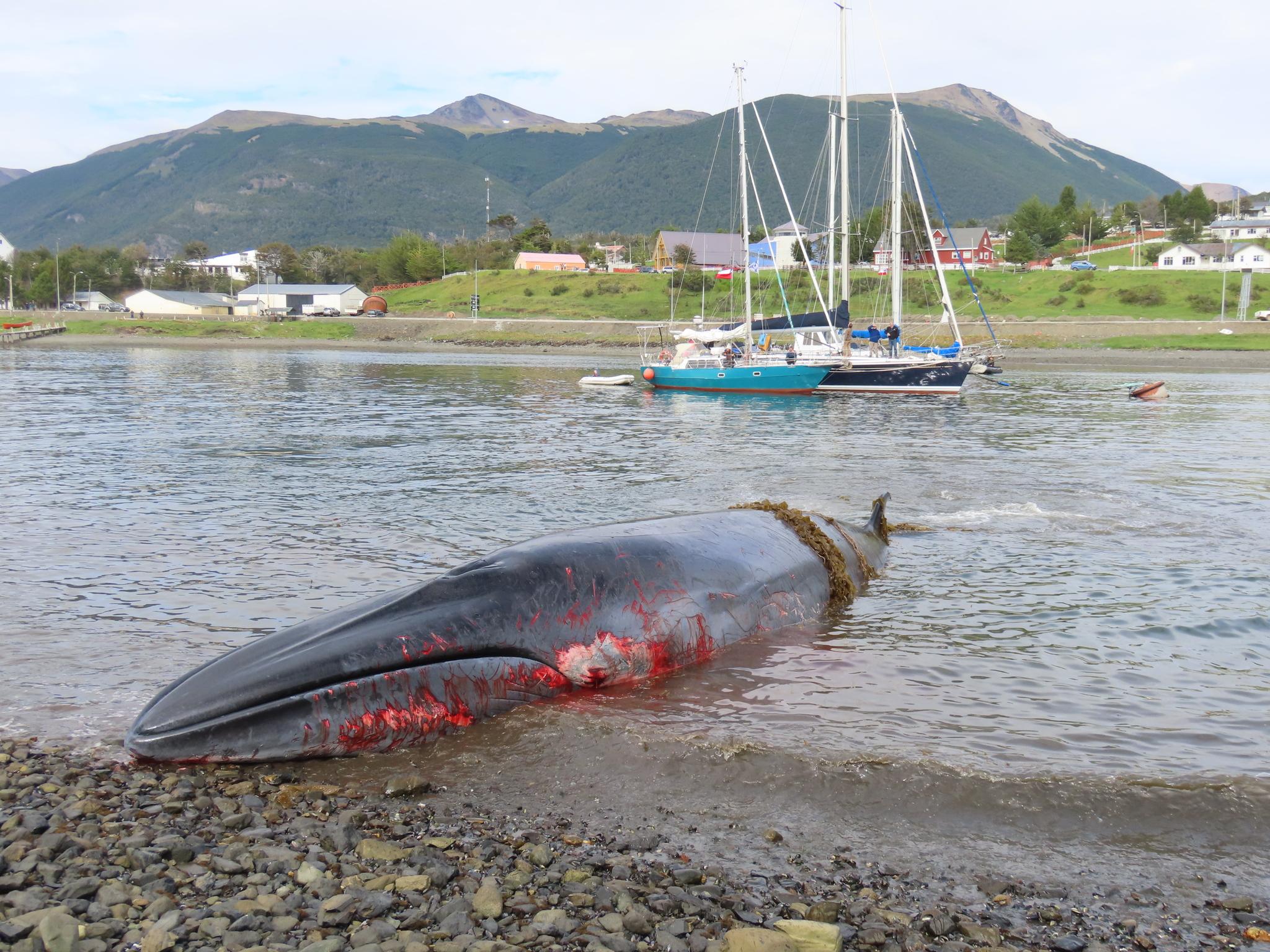 Ballena de Sei