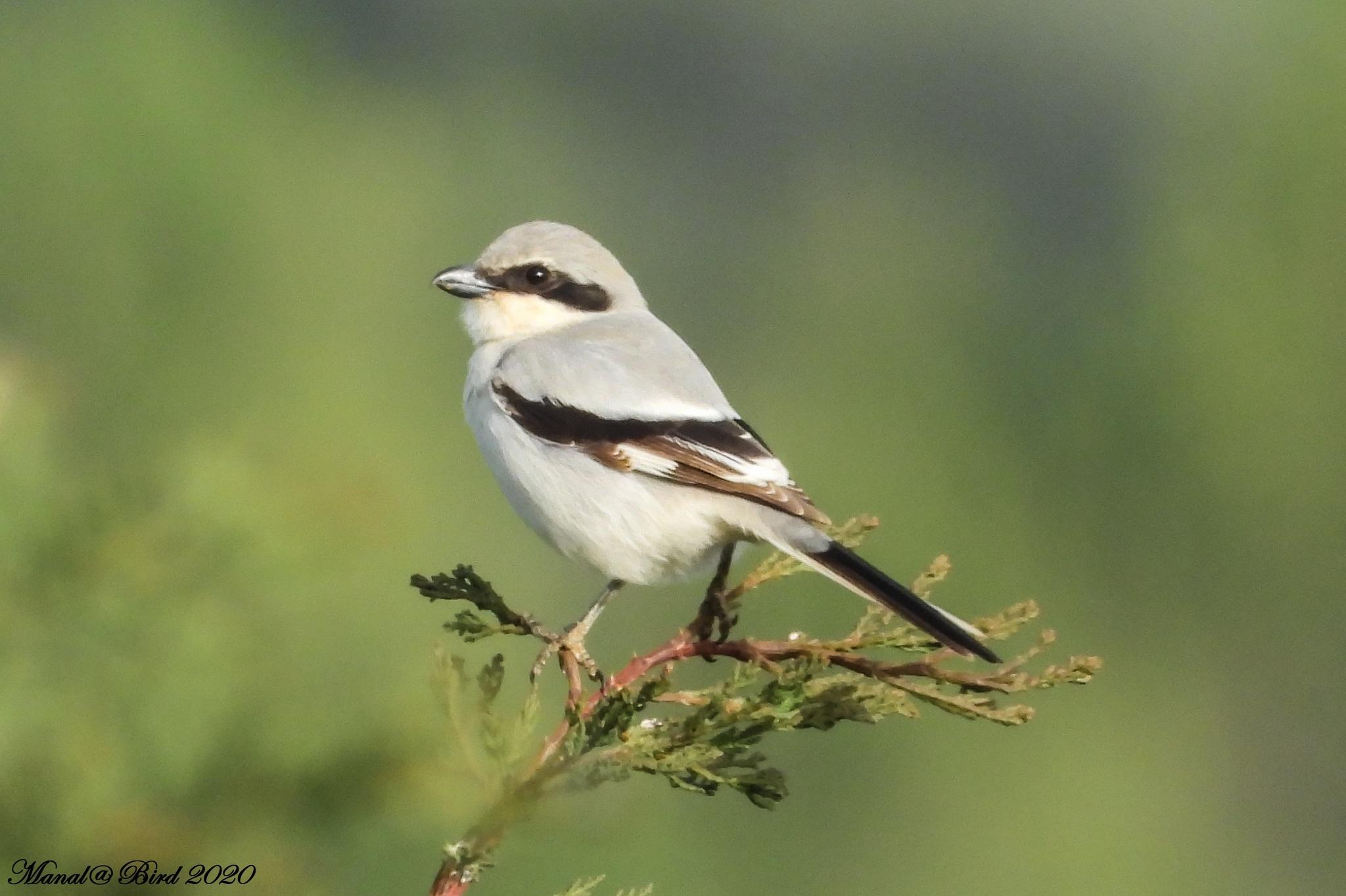 Great Gray Shrike
