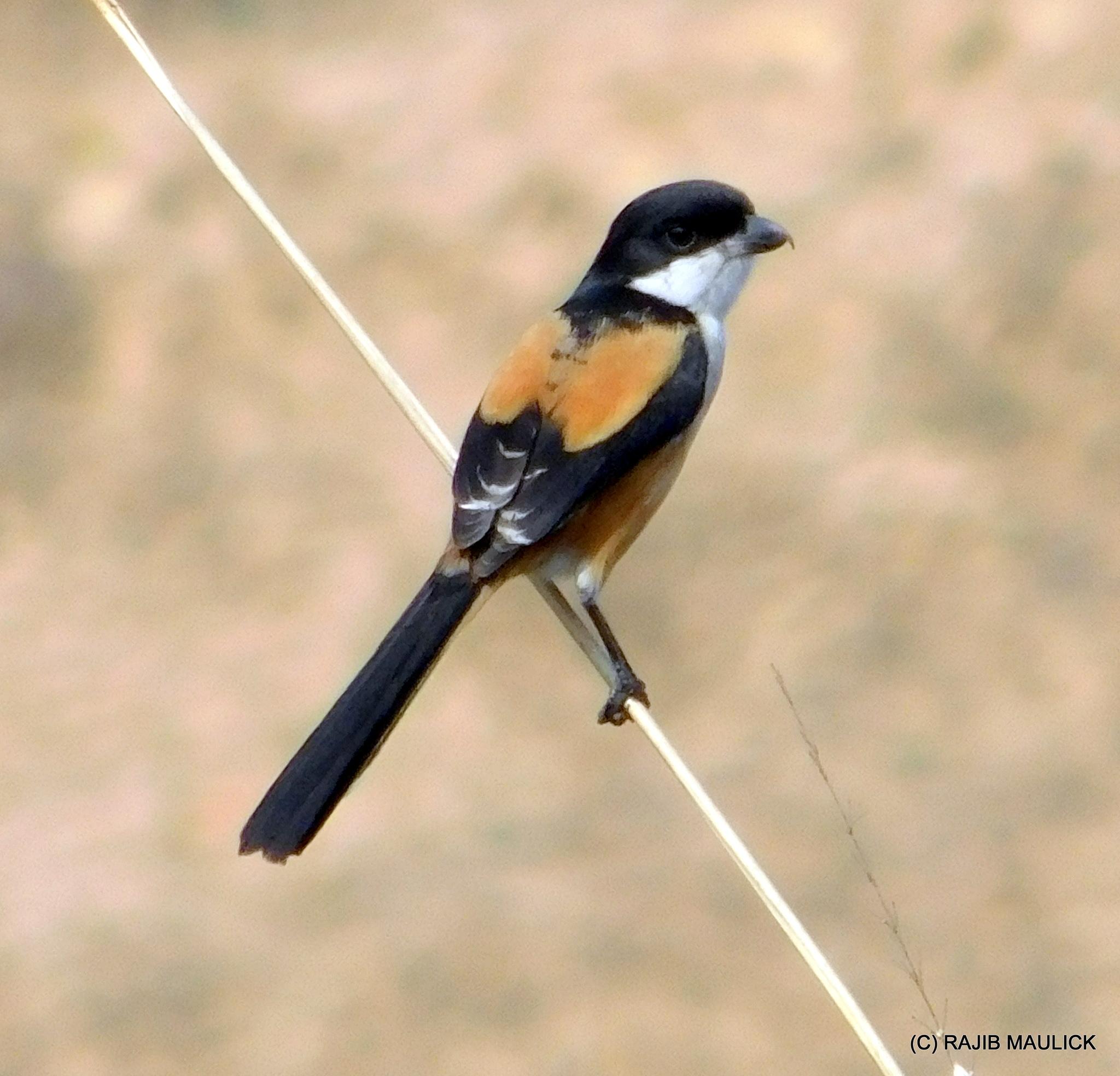 Long-tailed Shrike