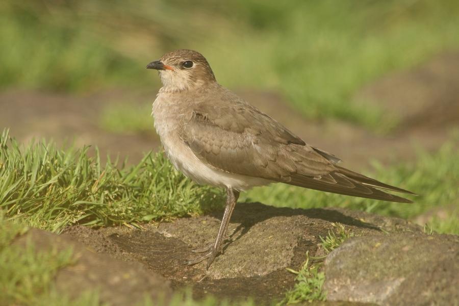 Canastera Alinegra