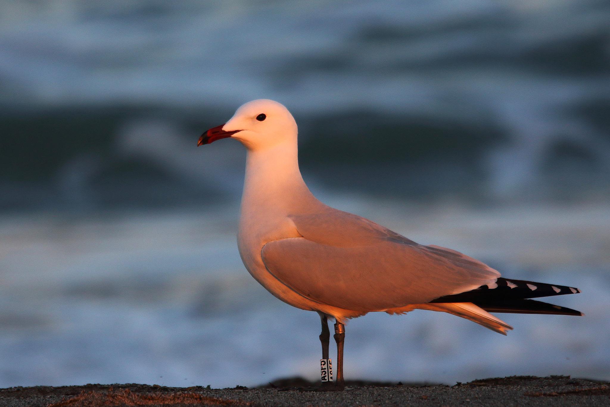 Gaviota de Audouin