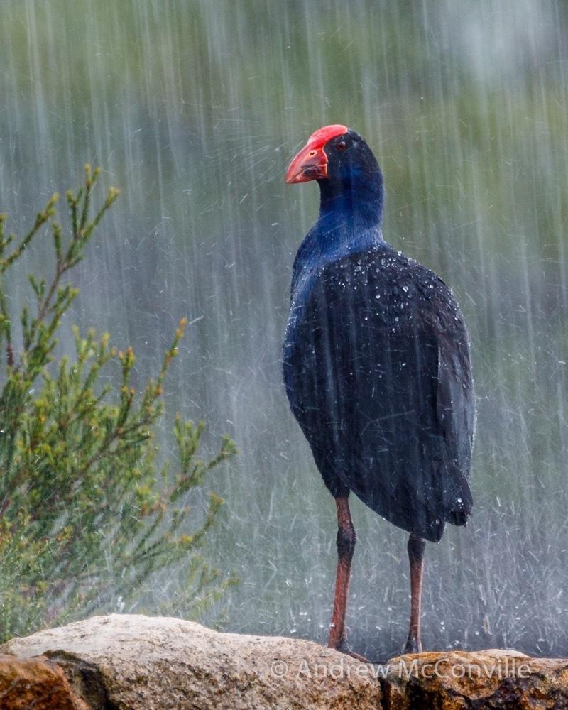Calamón pukeko