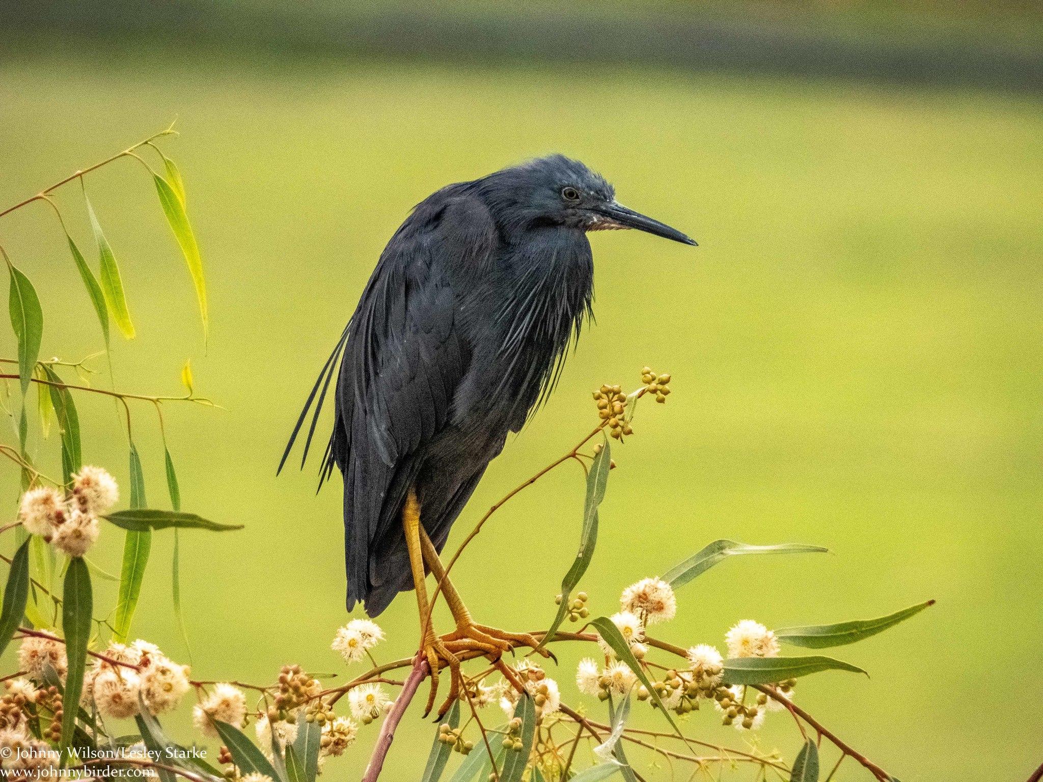 Slaty Egret