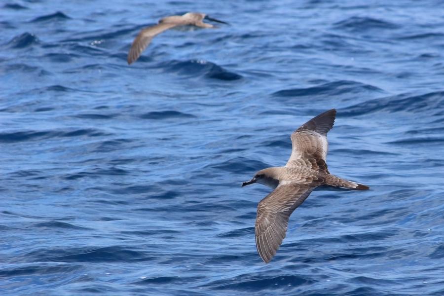 Pardela de Cabo Verde