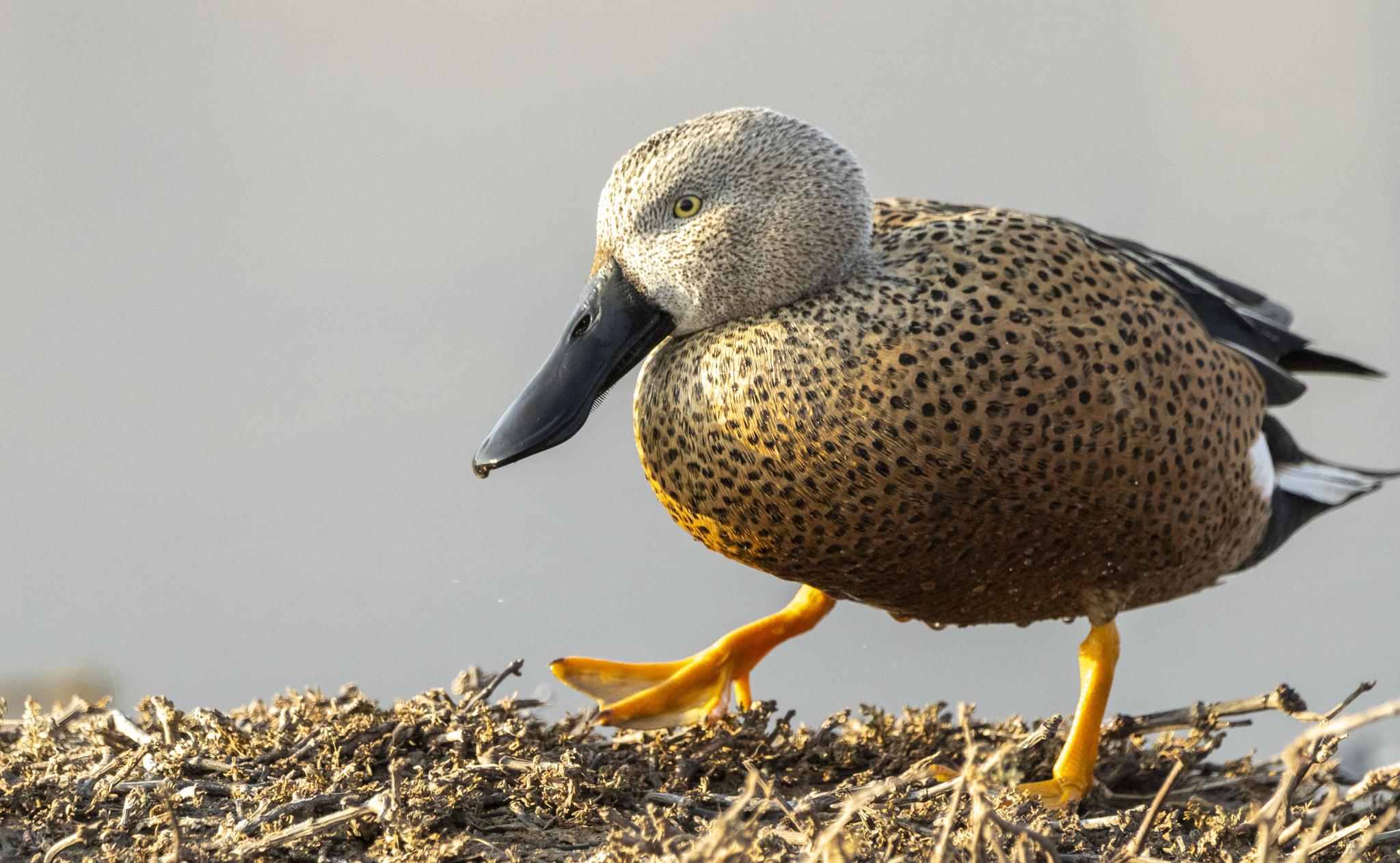Pato pico cuchara