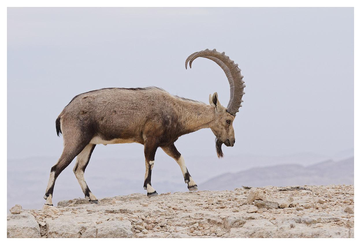Íbice de Nubia