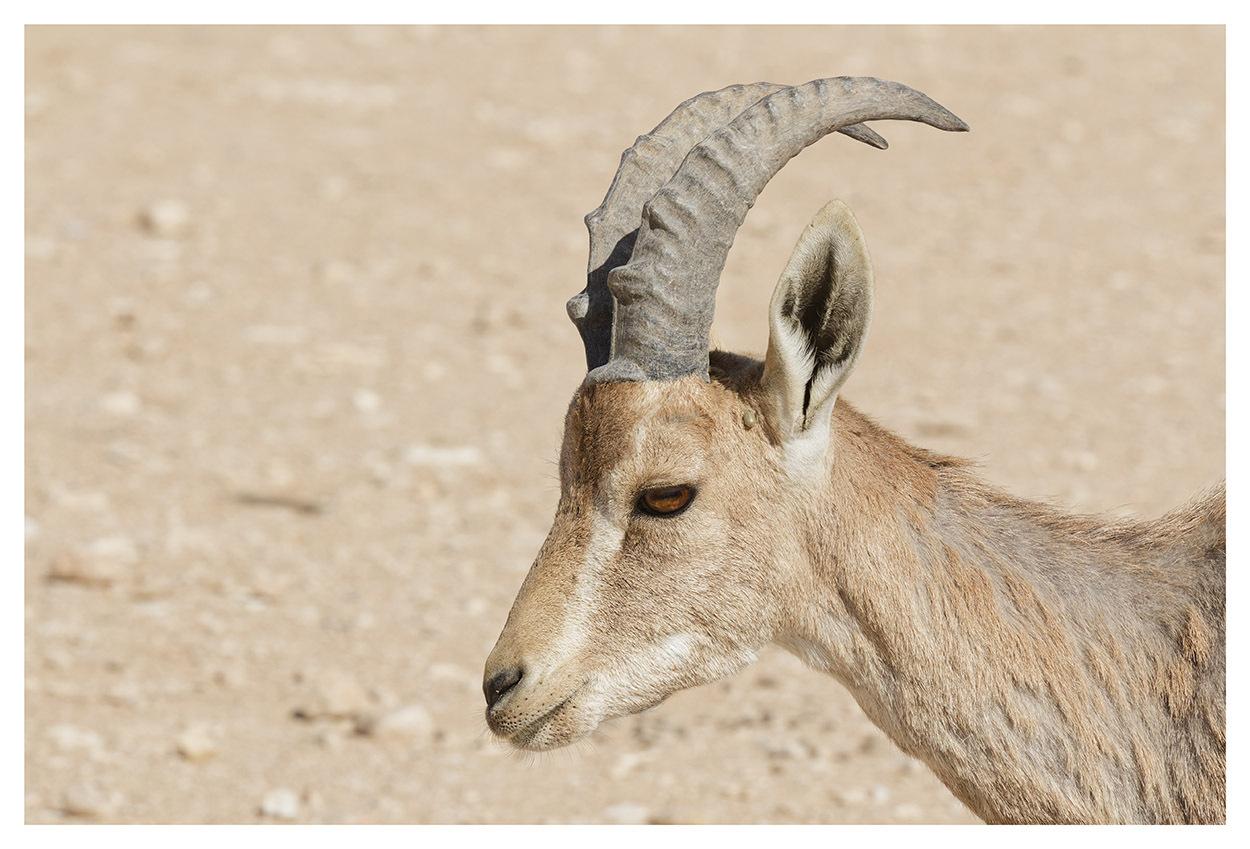 Íbice de Nubia