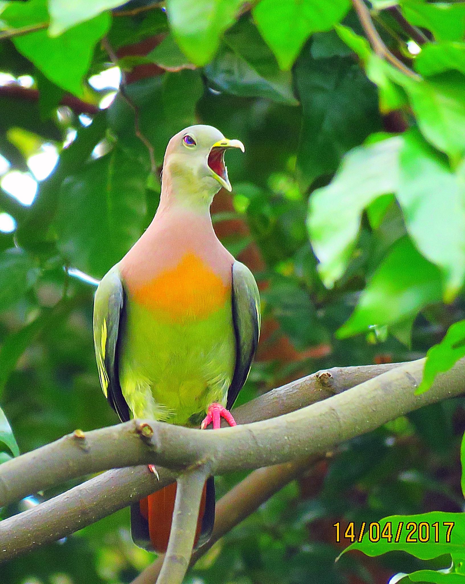 Palomas, tortolitas y coquitas