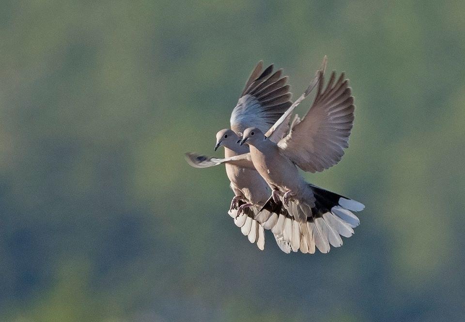 Eurasian Collared-Dove