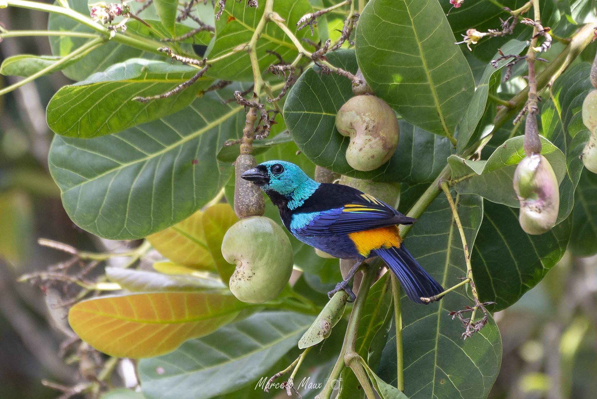 Tangara